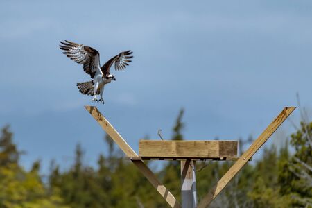 Osprey with open wings building a twig nest on a nesting platformの写真素材