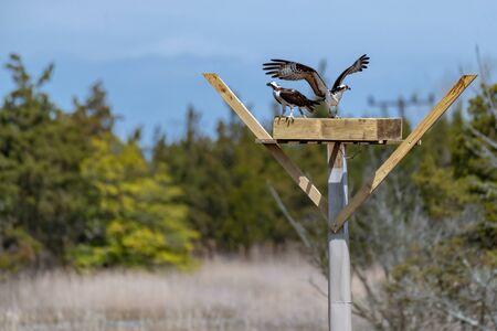 Couple of male and female ospreys with open wings building their twig nest on a nest platformの写真素材
