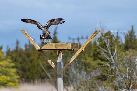 Couple of male and female ospreys with open wings building their twig nest on a nest platformの写真素材
