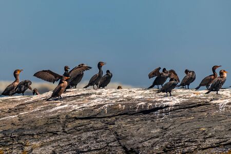 Group of cormorants resting on the rockの写真素材