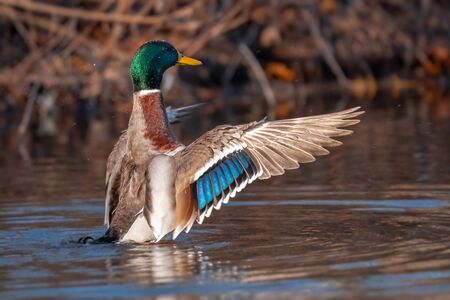 Birds and animals in wildlife. Beautiful duck flapping the wings in water of pond or river.の写真素材