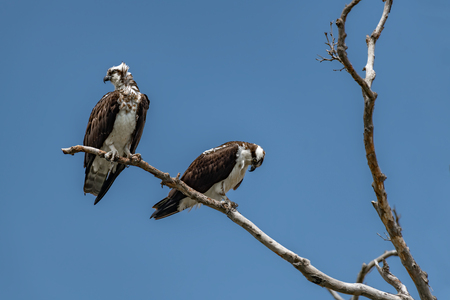 Two Osprey Perched on Tree against Blue Skyのeditorial素材