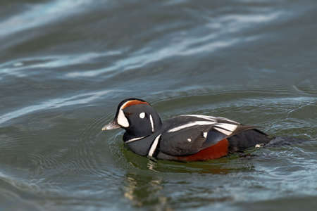 Adult male Harlequin Duck Histrionicus histrionicus along the Atlantic Coast in New Jersey, USAの写真素材
