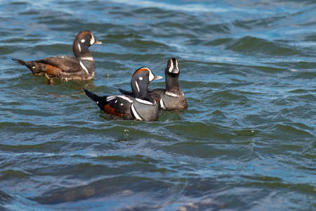 Adult male Harlequin Duck Histrionicus histrionicus along the Atlantic Coast in New Jersey, USAの写真素材