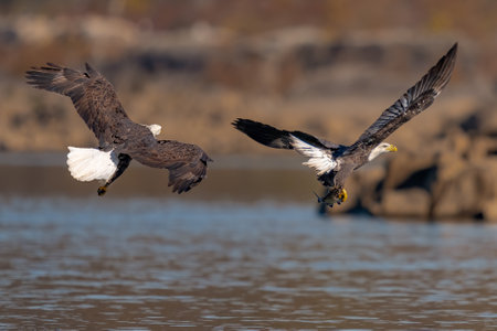 Two bald eagles fighting for a fish in the mid air, Conowingo, MD, USAの写真素材