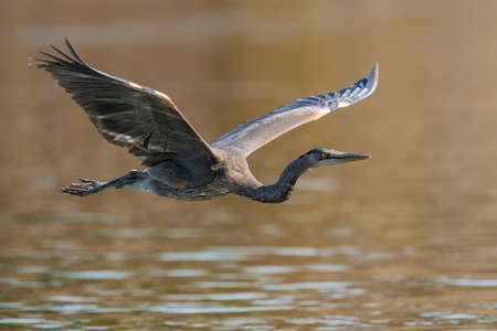 Blue heron flying over the Susquehanna River Marylandの写真素材