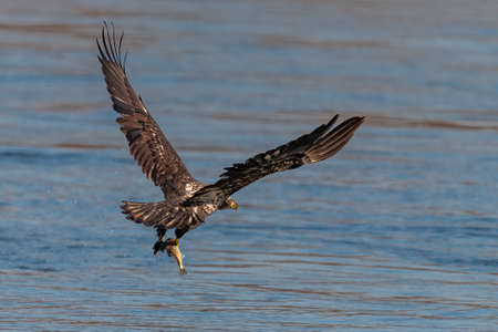 Juvenile bald eagle swooping down to grab a fish in conowingo damの写真素材