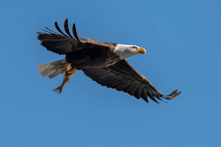 Bald Eagle with a Fish in its Talons over the Susquehanna Riverの写真素材