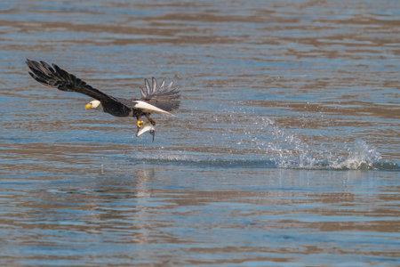 American bald eagle swooping down to grab a fish in conowingo dam