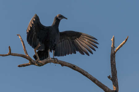 Black fulture birds sitting in a tree against a blue skyの写真素材