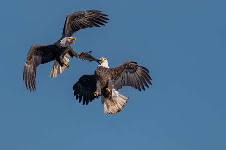 Two bald eagles fighting for a fish in the mid air, Conowingo, MD, USAの写真素材