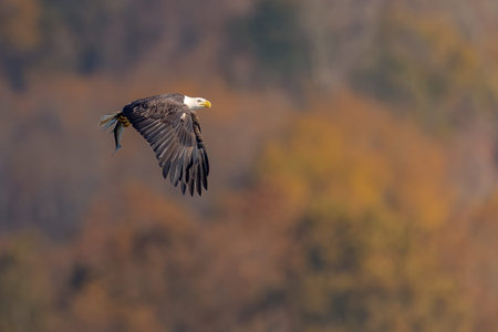 Bald Eagle with a Fish in its Talons over the Susquehanna River
