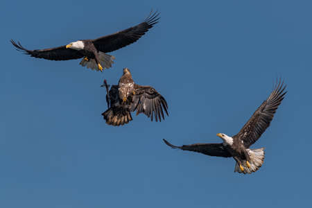 three bald eagles fighting for a fish in the mid air, Conowingo, MD, USAの写真素材