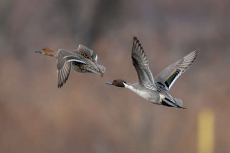 Northern Pintail pair in flight over wetland habitatの写真素材