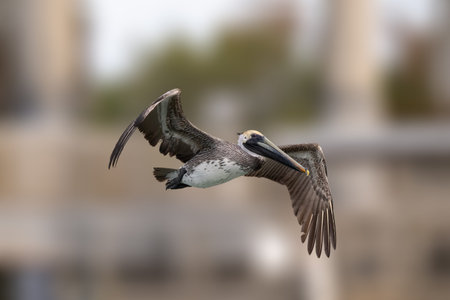 Brown pelican soaring through the air with powerful wings extended in a natural coastal environment.