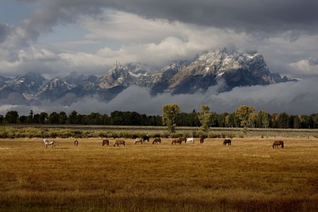 Herd of horses in front of Tetons with dramatic lightingの写真素材