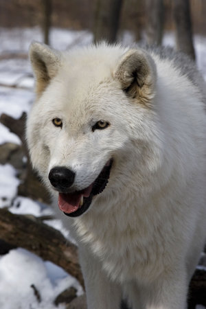Arctic Wolf (Canis lupus arctos) in snow