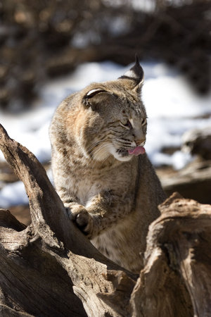 Bobcat (Felis rufus) on tree stump with tongue outの写真素材