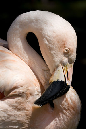 Chilean Flamingo portrait against dark backgroundの写真素材