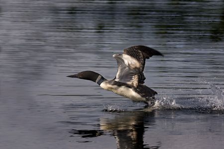 Common Loon starting to take flight in Ontarion Canadaの写真素材