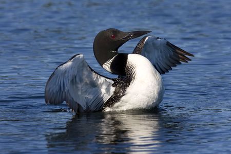 Common Loon coming up out of the water with good light and detail on faceの写真素材