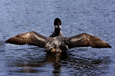 Common Loon (Gavia immer) with wings spread - back to the cameraの写真素材