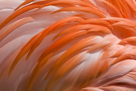 Close up of Flamingo Feathersの写真素材