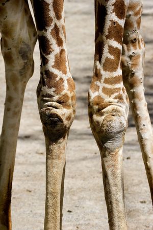 Giraffe (Giraffa camelopardalis) Legsの写真素材