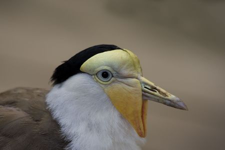 Face portrait of a Masked Lapwig (plover)の写真素材