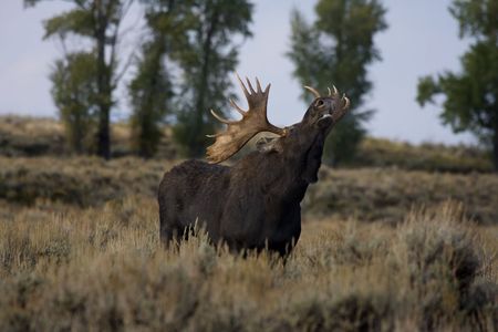 moose lifting nose up in the airの写真素材