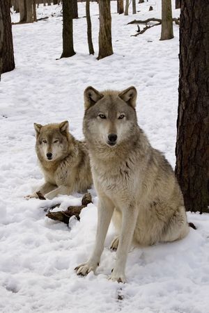 Timber Wolf (Canis lupus lycaon) pair in snowの写真素材