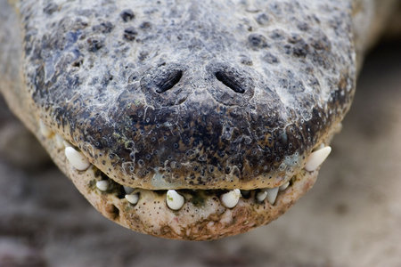 American Alligator (Alligator mississippiensis) Nose Close-upの写真素材