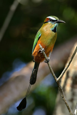 Turquoise-browed Motmot (Eumomota superciliosa)の写真素材