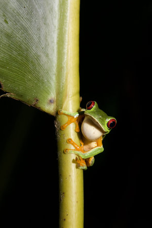 Red-eyed Leaf Frog (Agalychnis callidryas)