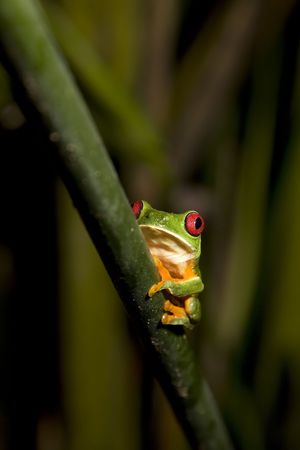 Red-eyed Leaf Frog (Agalychnis callidryas)の写真素材