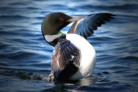 Common Loon ((Gavia immer) out of waterの写真素材