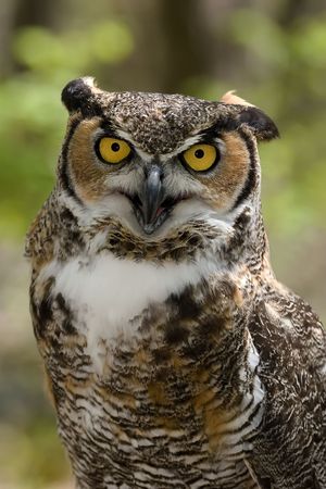 Great Horned Owl (Bubo virginianus) with blurred backgroundの写真素材