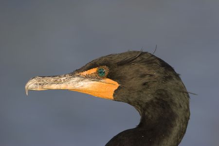 Double-crested Cormorant(Phalacrocorax auritus) against light blue backgroundの写真素材