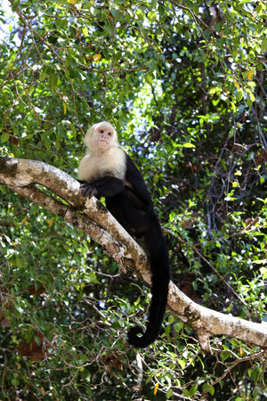 Capuchin Monkey in Manuel Antonio National Park in Costa Rica