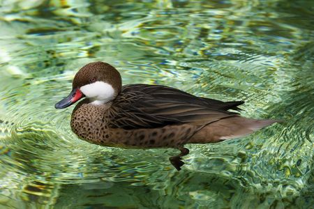 Lesser Bahamas Pintail (Anas bahamensis) の写真素材