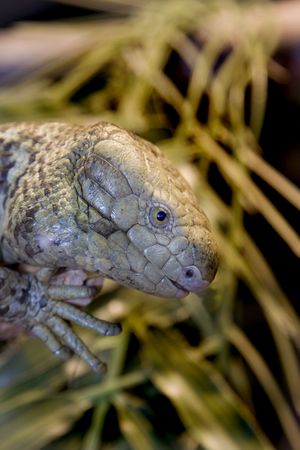Prehensile-tailed Skink (Carusia zebrata)の写真素材