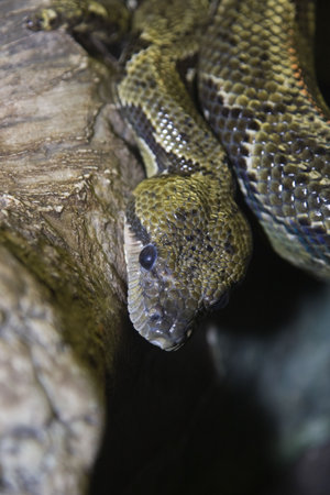 Madagascar Tree Boa with focus on the head facing the camera