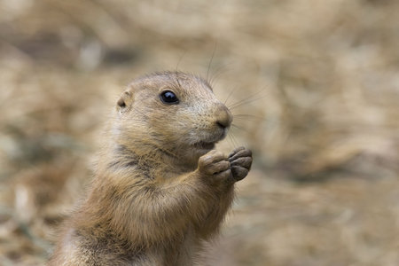 Prairie Dog sitting upright with paws in focus