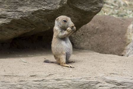 prairie dog sitting upright eating with both paws at mouthの写真素材