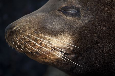 Close-up of the whiskers of a California Sea Lion (Zalophus californianus)の写真素材