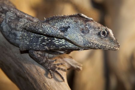 side portrait of a Frilled Lizard (Chlamydosaurus kingii)の写真素材