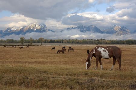 Horse standing in front of the Teton mountain range in Wyomingの写真素材