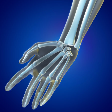 A Medical illustration of the Wrist Regionの写真素材