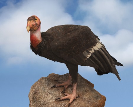 California condor vulture perched upon a rock with a partly cloudy sky in the backgroundの写真素材