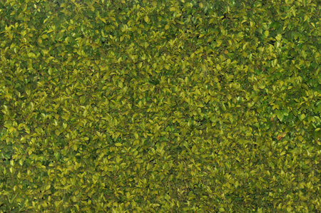 Texas privet hedge background